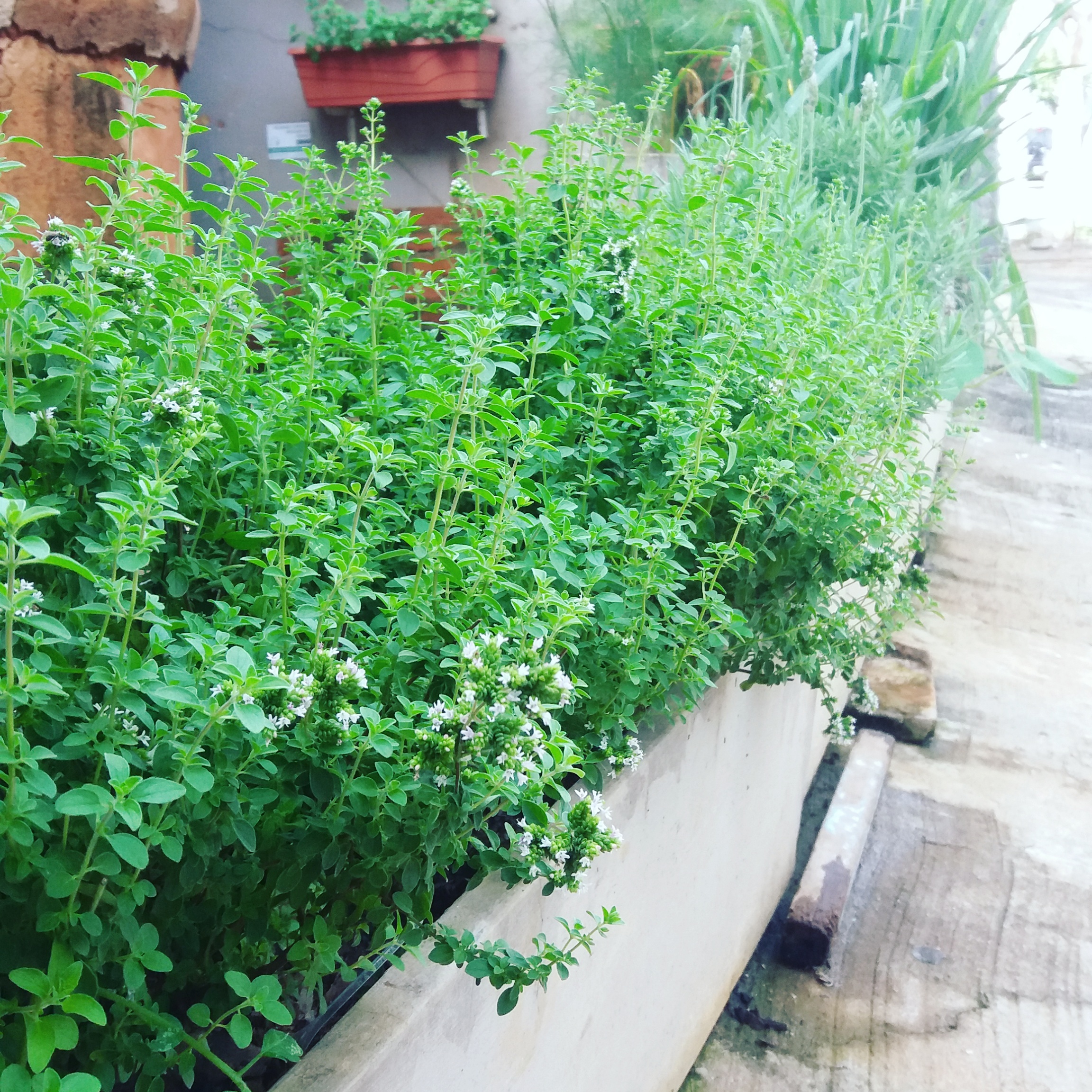 A Luz que Alimenta: Garanta a Exposição Solar Adequada - inspiração 3