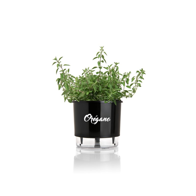 Nutrição Balanceada: Adubação para um Orégano Forte e Saboroso - inspiração 3