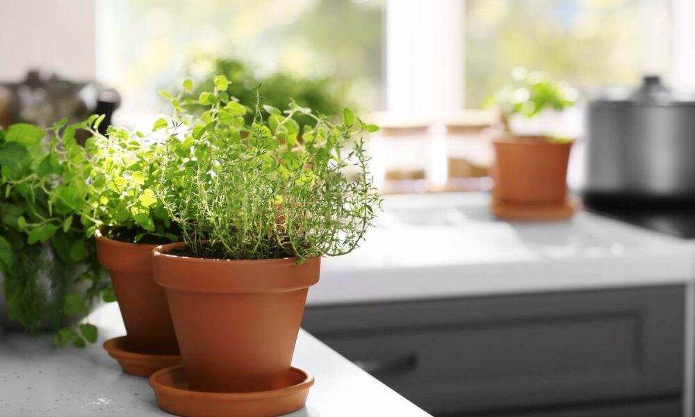 Poda Estratégica: Estimule o Crescimento e a Produção - inspiração 1