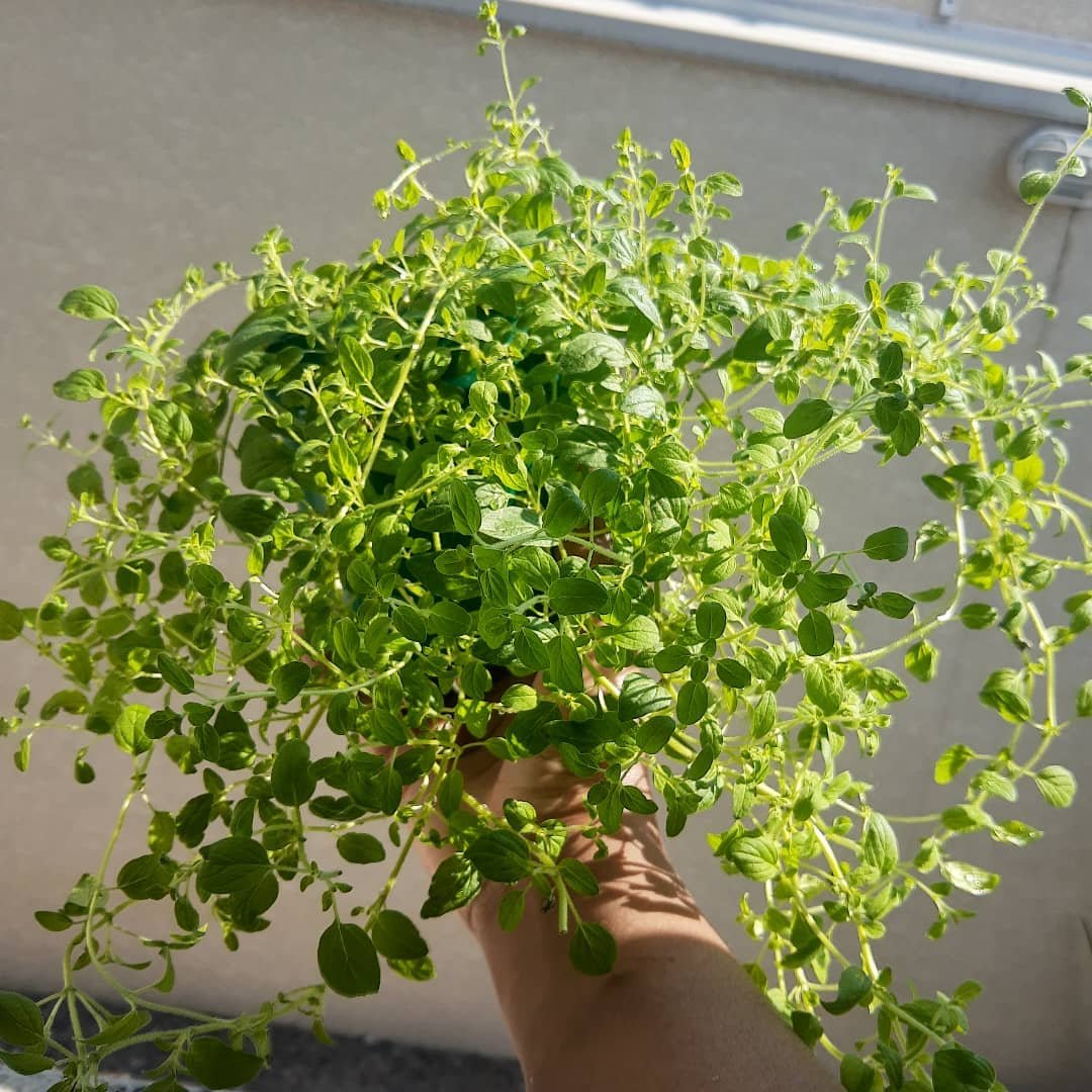 Poda Estratégica: Estimule o Crescimento e a Produção - inspiração 2