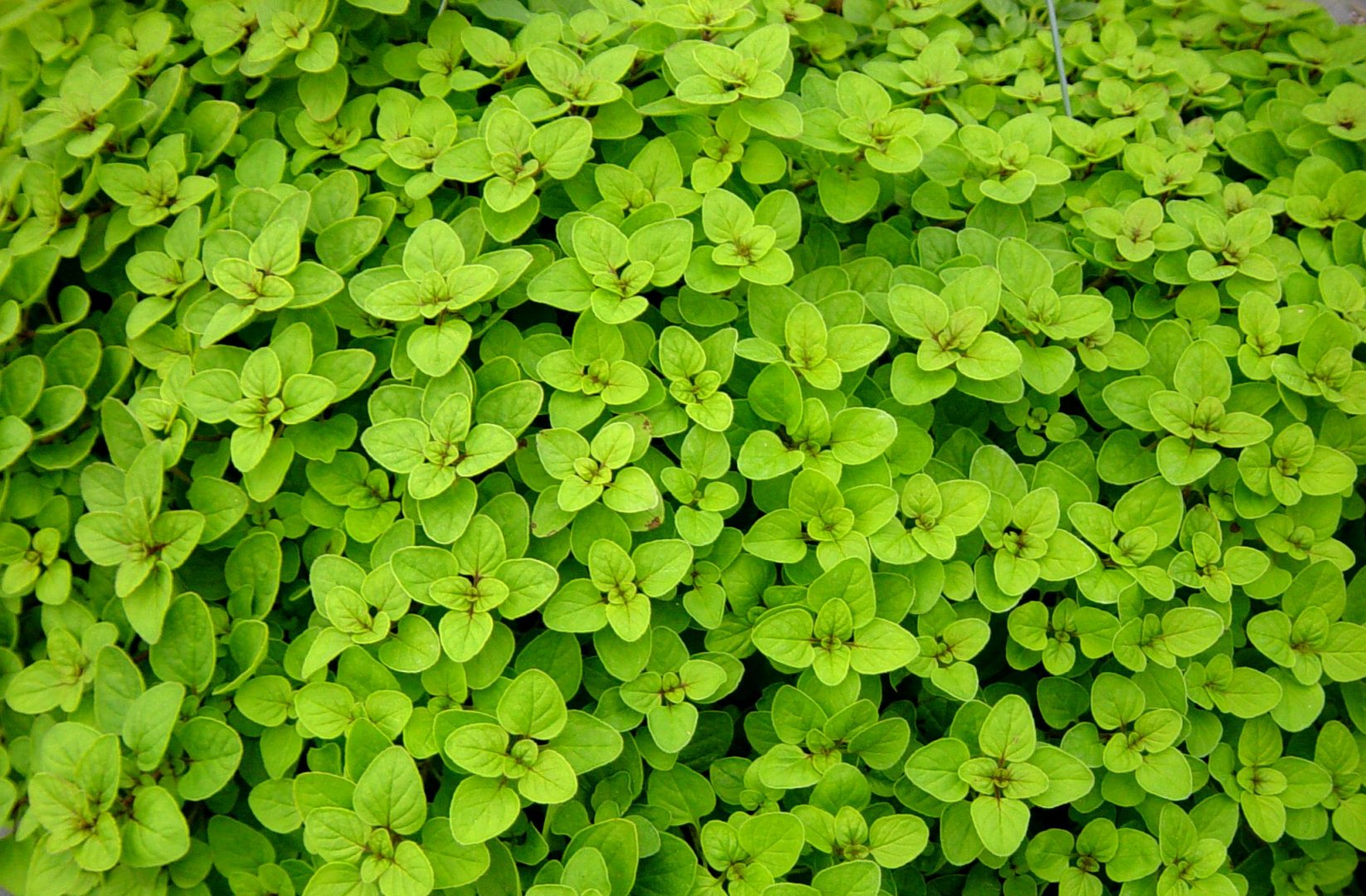 Secagem Caseira: Preserve o Sabor do seu Orégano por Mais Tempo - inspiração 2