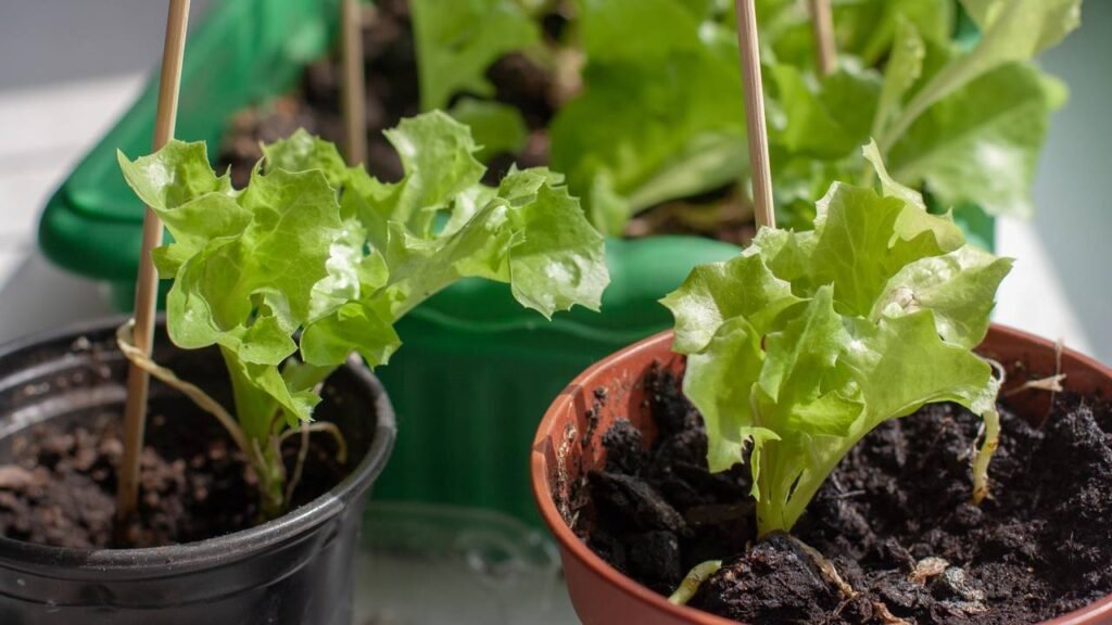 Secagem Caseira: Preserve o Sabor do seu Orégano por Mais Tempo - inspiração 3