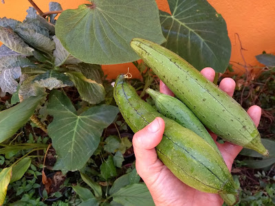 Erros comuns: Evite que seu refogado fique amargo ou sem graça - inspiração 2