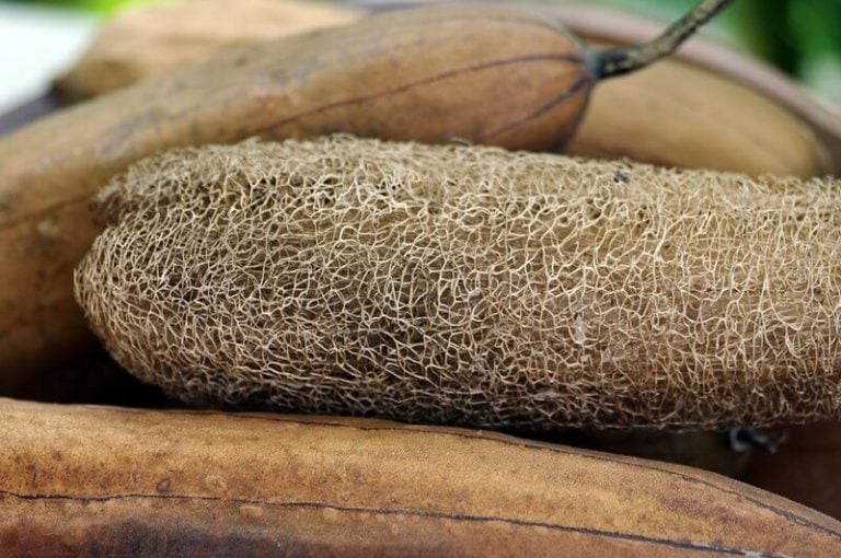 Dica de ouro: Truques para um refogado de bucha vegano irresistível - inspiração 2