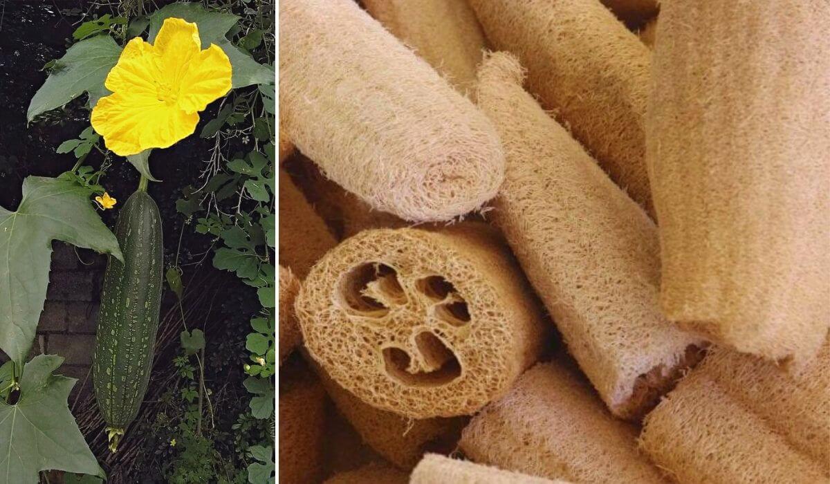 Dica de ouro: Truques para um refogado de bucha vegano irresistível - inspiração 3