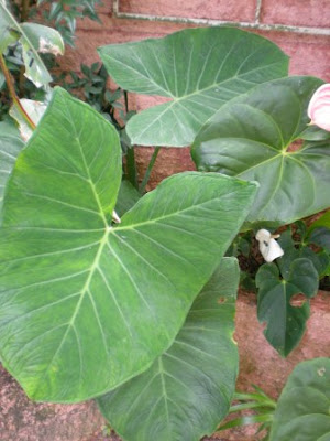 Armazenamento Inteligente: Como Manter Sua Taioba Fresca e Pronta para o Próximo Refogado - inspiração 3