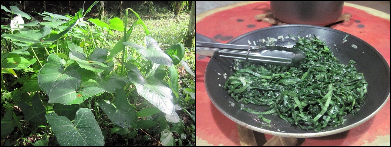 Saúde no Prato: Os Benefícios Nutricionais Incríveis que a Taioba Oferece - inspiração 3