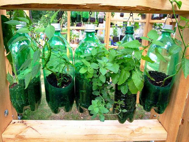 Cultivando a Variedade: Plantas Perfeitas para Começar Sua Horta e Ter Saúde no Prato - inspiração 2