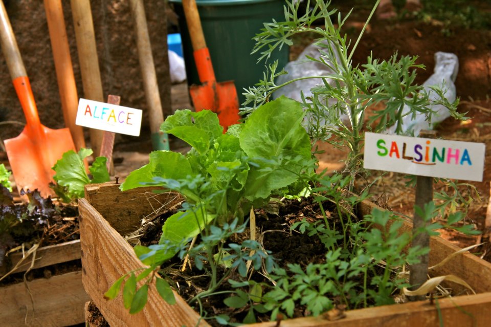 Cuidado Mensal: Alimentando Suas Plantas com Carinho e Nutrientes - inspiração 1