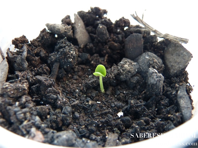 O Banho Quente que Desperta: Técnica de Imersão para Sementes - inspiração 1