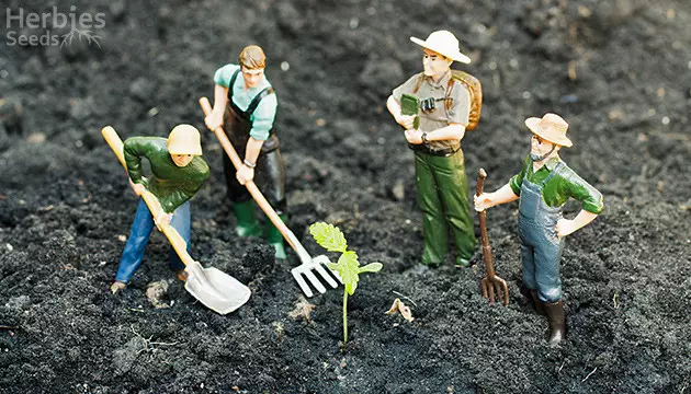 Acompanhamento Atento: Sinais de Que Sua Semente Vai Vingar - inspiração 1