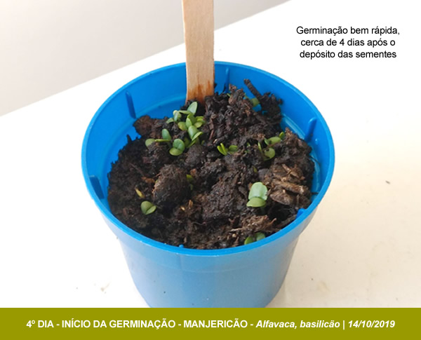 Acompanhamento Atento: Sinais de Que Sua Semente Vai Vingar - inspiração 3