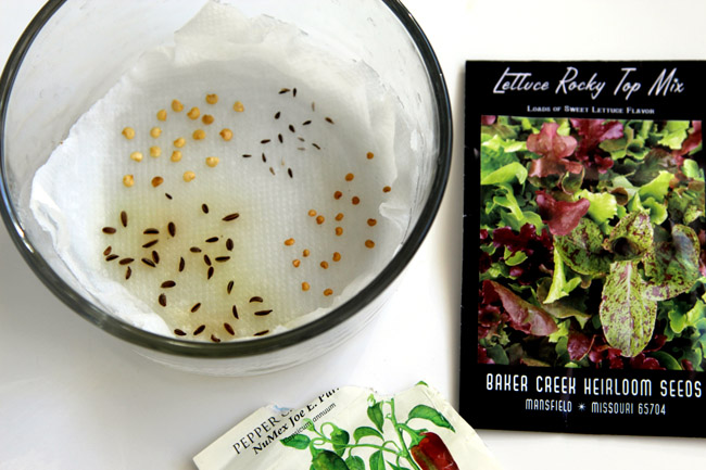 O Poder Oculto da Água Oxigenada na Germinação - inspiração 1