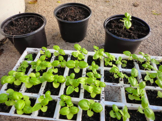 O Poder Oculto da Água Oxigenada na Germinação - inspiração 2