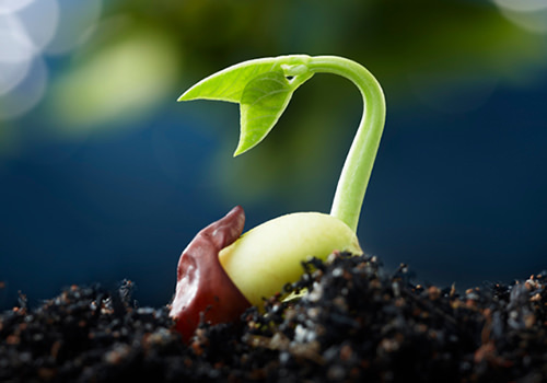 O Poder Oculto da Água Oxigenada na Germinação - inspiração 3