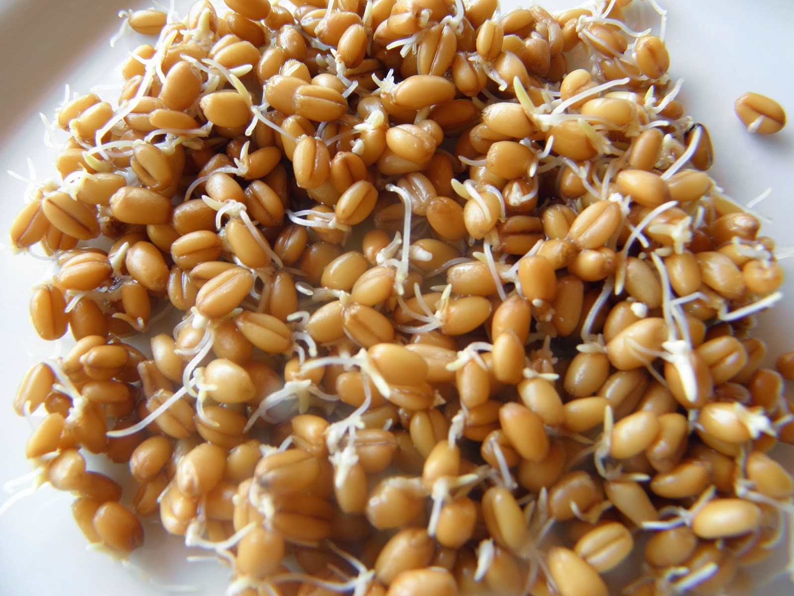 O Berçário Caseiro: Germinando no Papel Toalha com Sucesso - inspiração 1