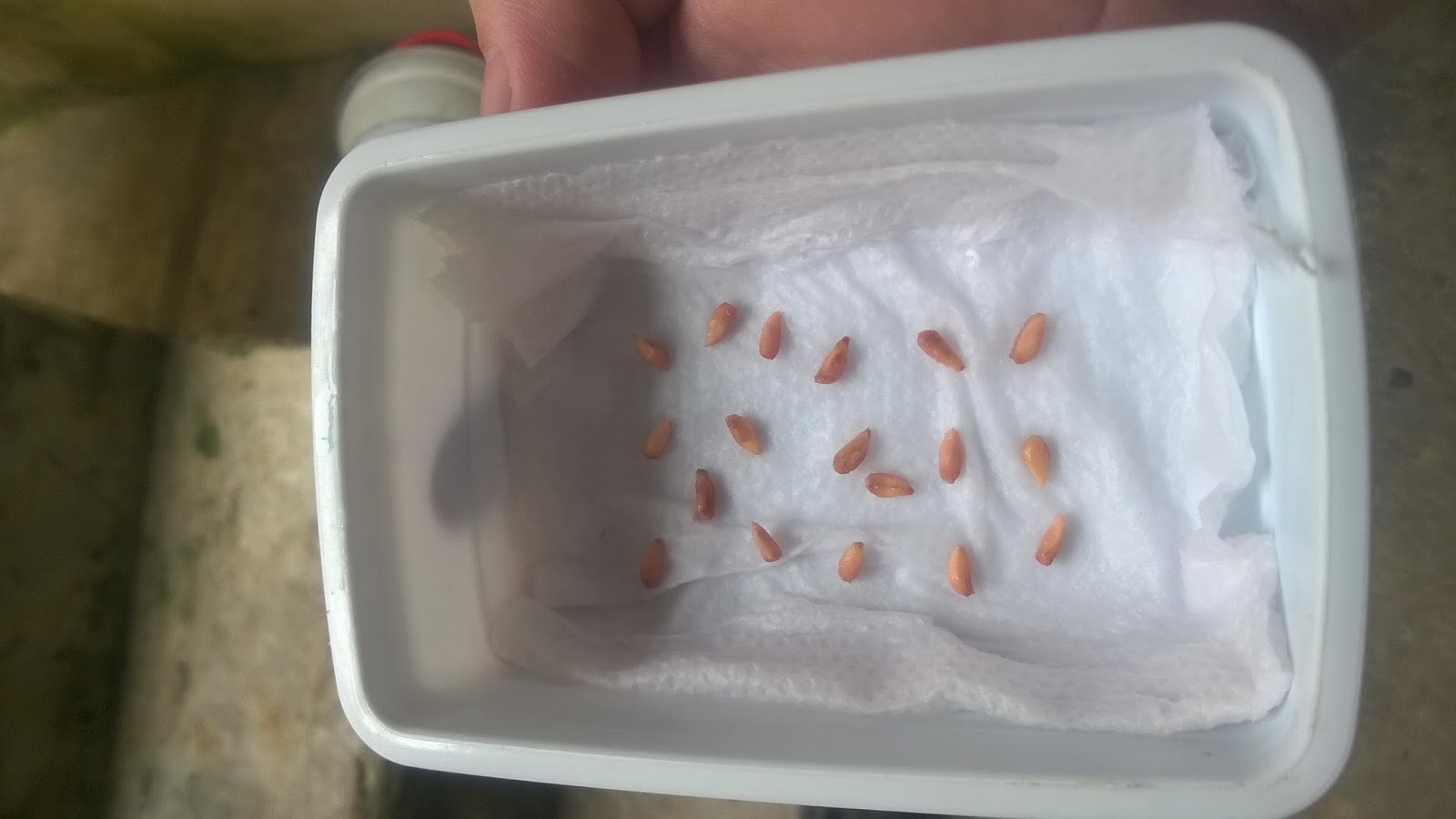 O Berçário Caseiro: Germinando no Papel Toalha com Sucesso - inspiração 2