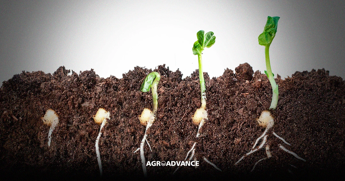 O Berçário Caseiro: Germinando no Papel Toalha com Sucesso - inspiração 3