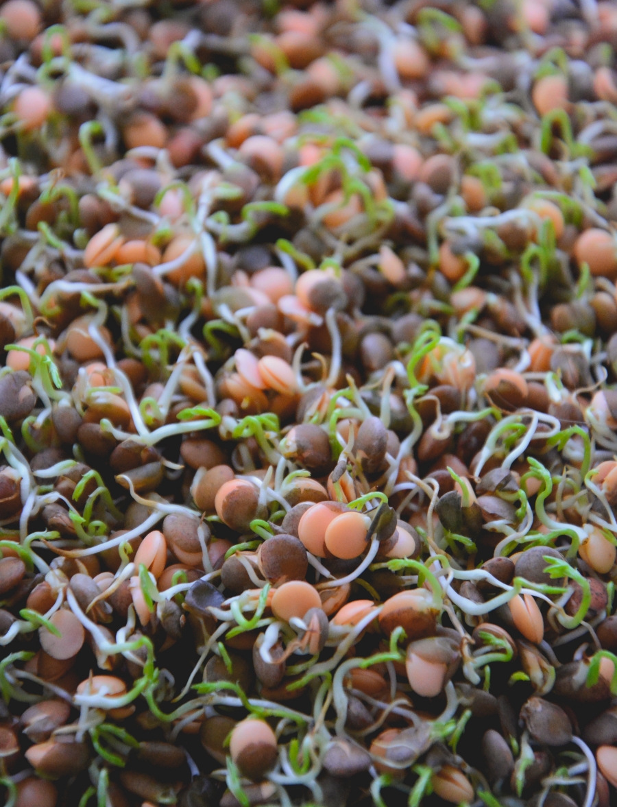 Quebrando Barreiras: A Escarificação para Sementes Duronas - inspiração 3