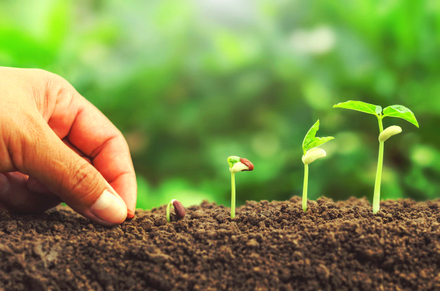 O Equilíbrio Mágico: Mantendo a Umidade na Medida Certa - inspiração 1