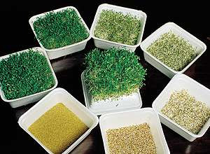 O Equilíbrio Mágico: Mantendo a Umidade na Medida Certa - inspiração 2