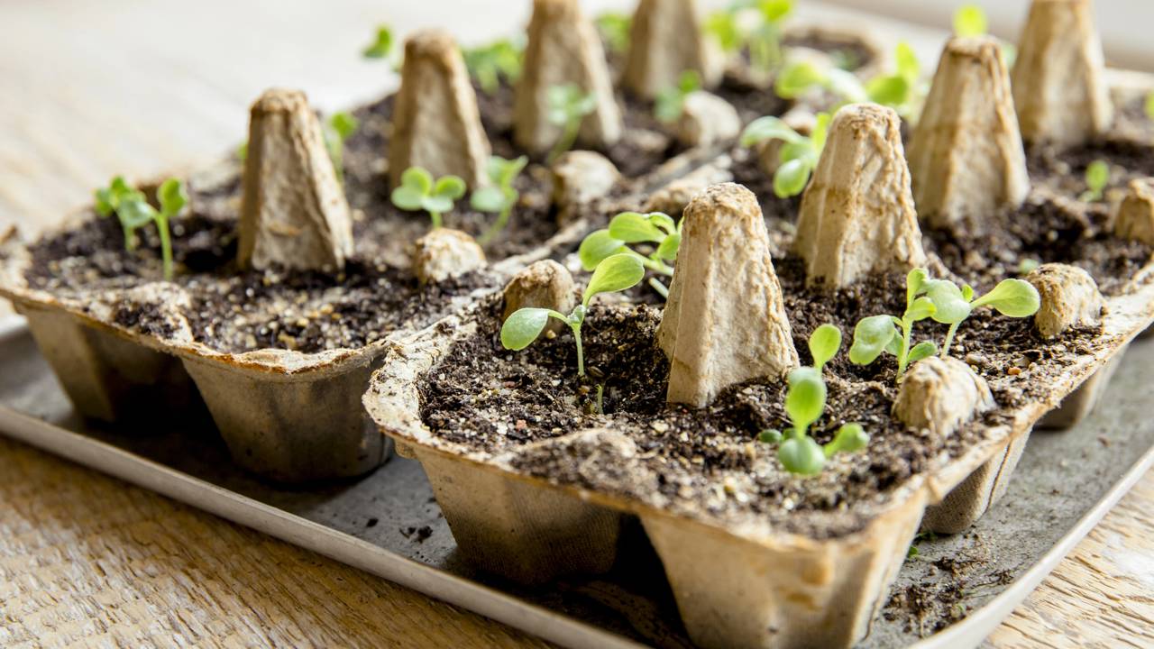 Defesa Total: Como Driblar os Fungos e Proteger Seus Brotos - inspiração 1