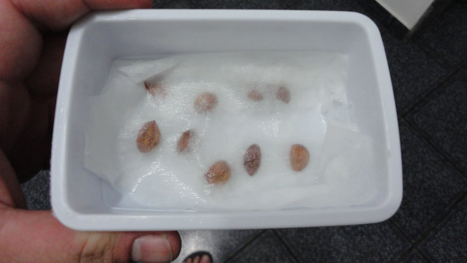 Defesa Total: Como Driblar os Fungos e Proteger Seus Brotos - inspiração 2