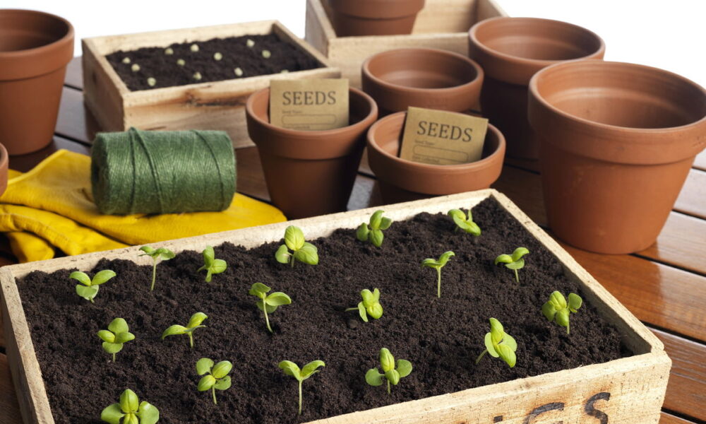 Defesa Total: Como Driblar os Fungos e Proteger Seus Brotos - inspiração 3