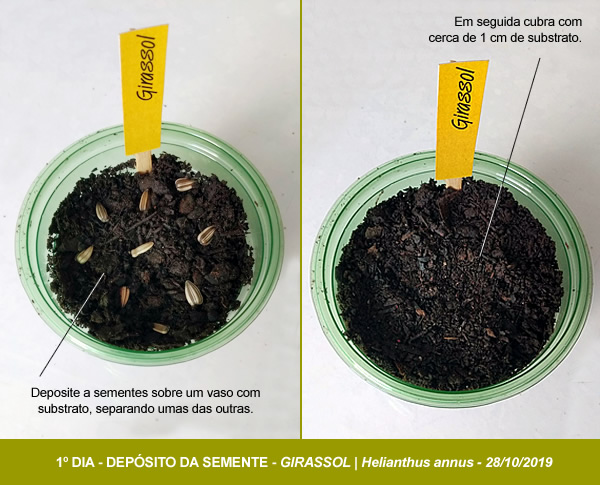 A Base de Tudo: Escolhendo Sementes de Boa Qualidade - inspiração 3