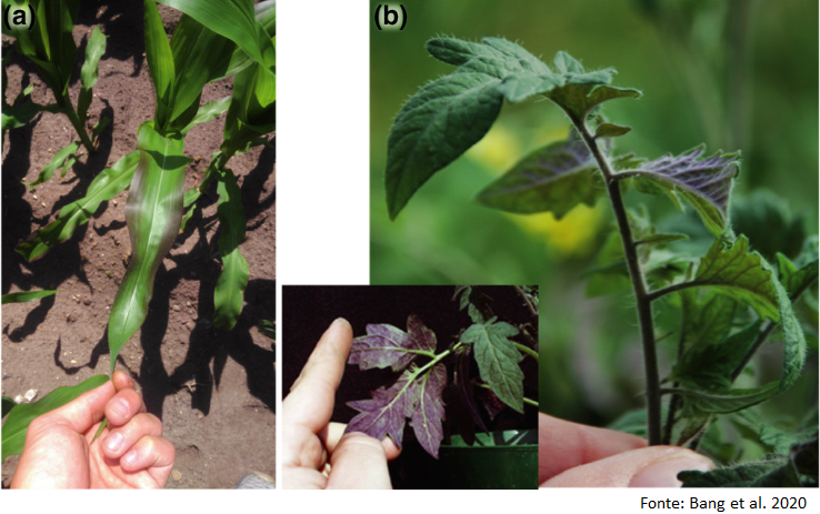 Coloração Anormal das Folhas: O Roxo é um Sinal? - inspiração 1