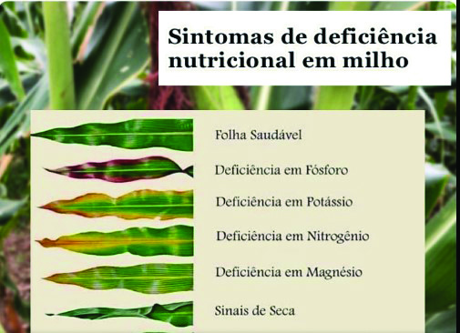 Coloração Anormal das Folhas: O Roxo é um Sinal? - inspiração 2