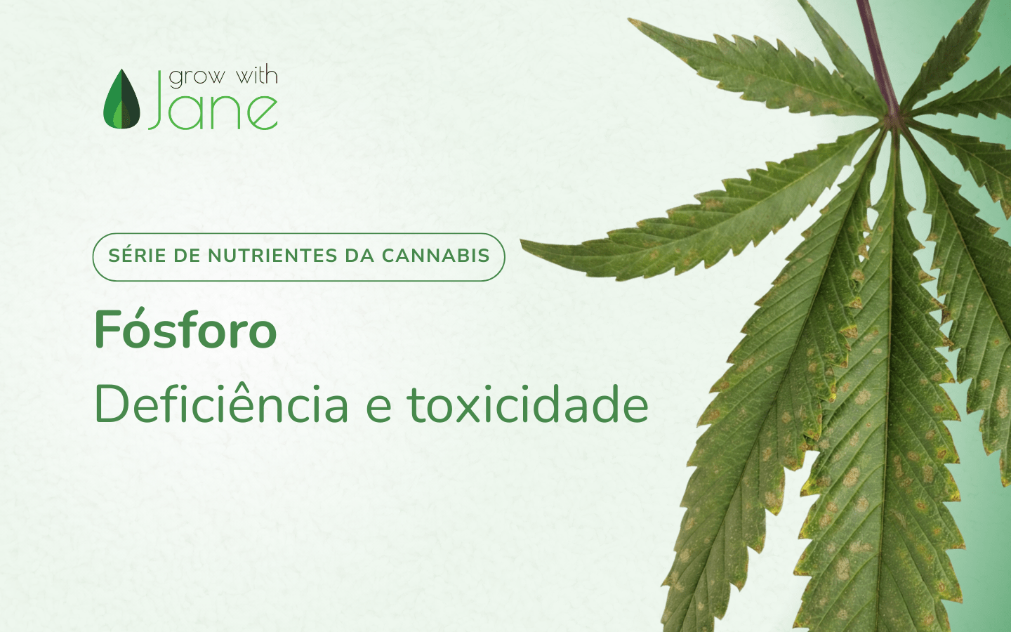 Coloração Anormal das Folhas: O Roxo é um Sinal? - inspiração 3