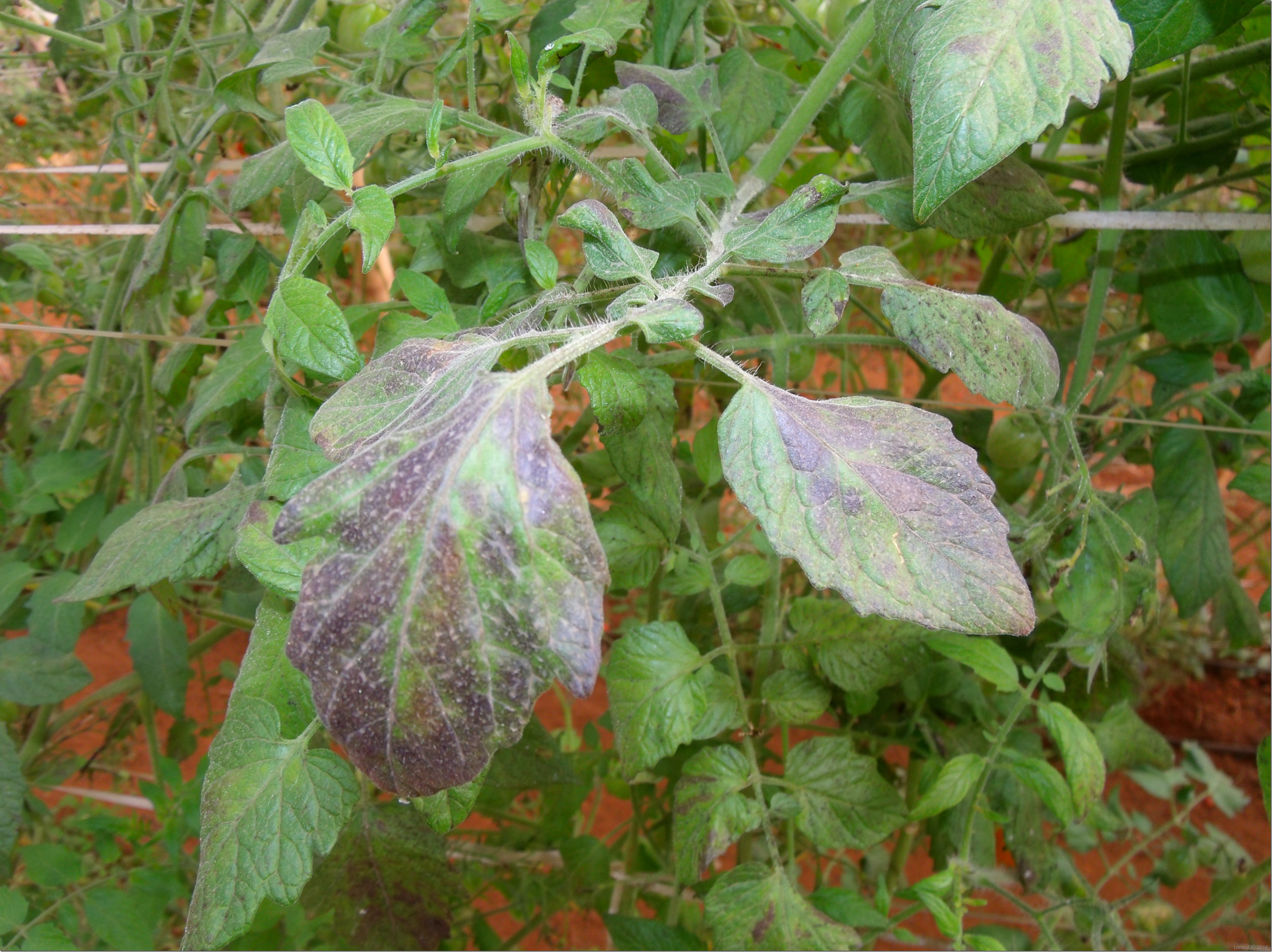 Como o pH do Solo Influencia a Absorção de Fósforo - inspiração 1