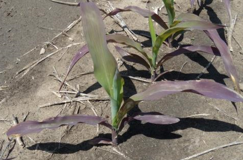 Como o pH do Solo Influencia a Absorção de Fósforo - inspiração 2