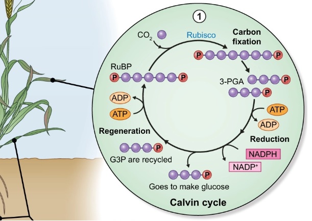 Como o pH do Solo Influencia a Absorção de Fósforo - inspiração 3