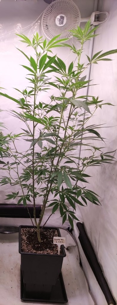 Crescimento Lento e Raquítico: Quando a Planta Não Se Desenvolve - inspiração 1