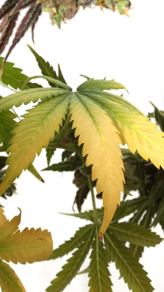 Crescimento Lento e Raquítico: Quando a Planta Não Se Desenvolve - inspiração 2