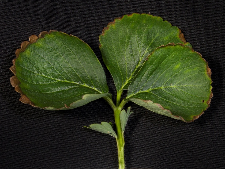 Atraso na Floração e Frutificação: Impacto na Produção - inspiração 1