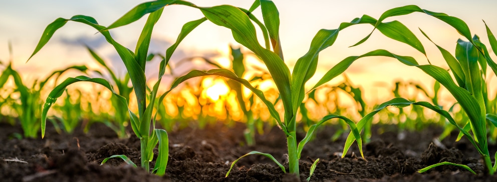 Atraso na Floração e Frutificação: Impacto na Produção - inspiração 2