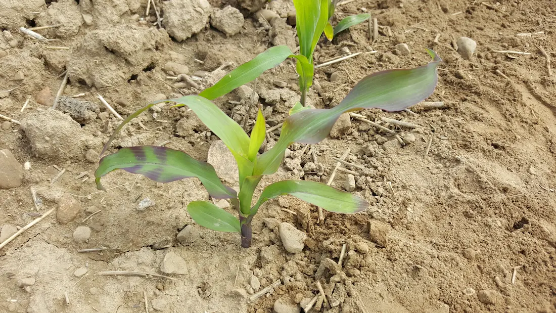 Atraso na Floração e Frutificação: Impacto na Produção - inspiração 3