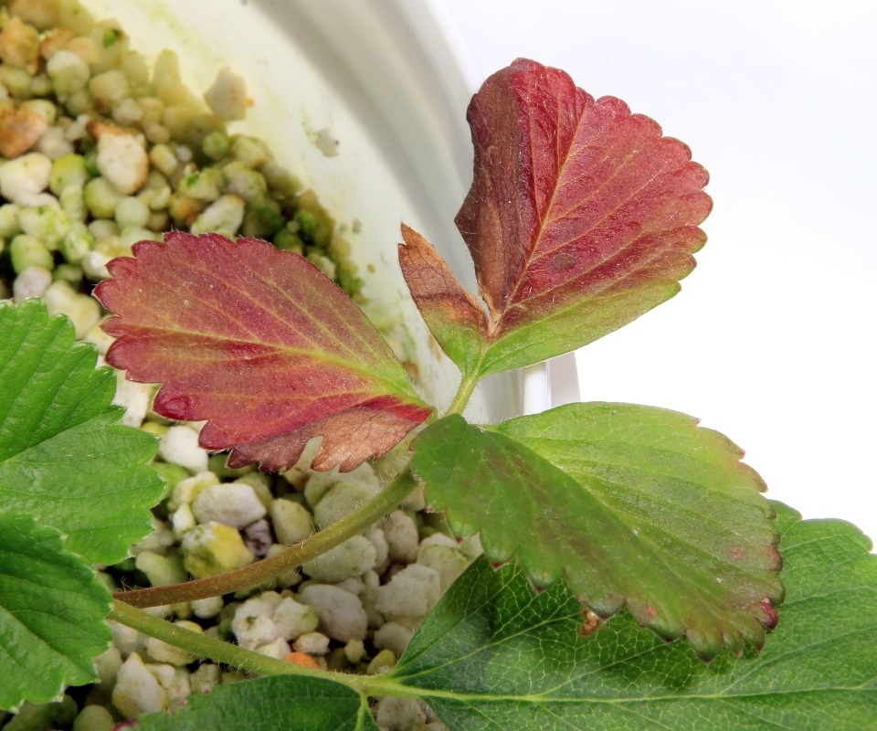 Dor Óssea Persistente: Um Sinal Ignorado - inspiração 1