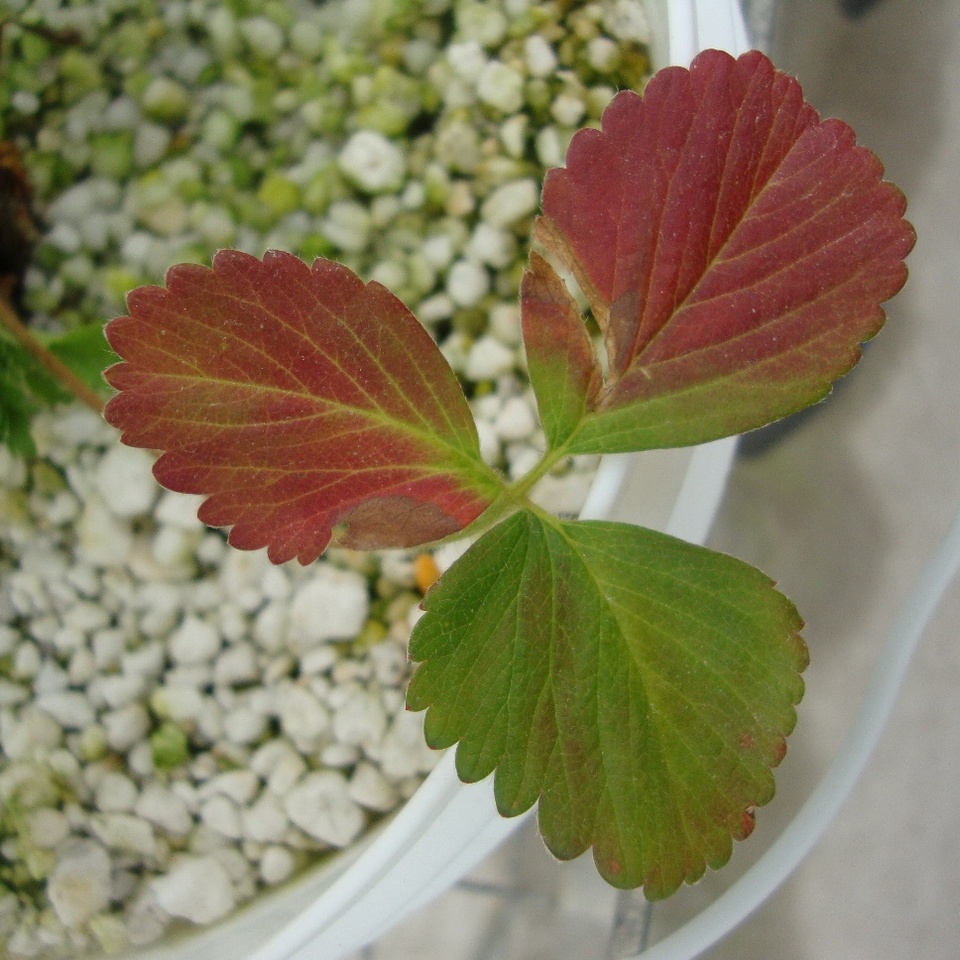 Dor Óssea Persistente: Um Sinal Ignorado - inspiração 2