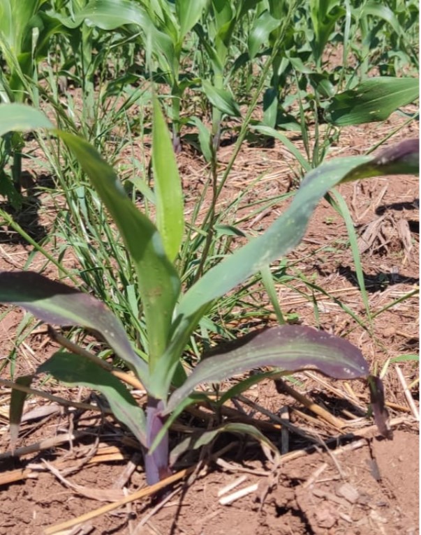 Fadiga Muscular Constante: Cansaço Além do Normal - inspiração 1