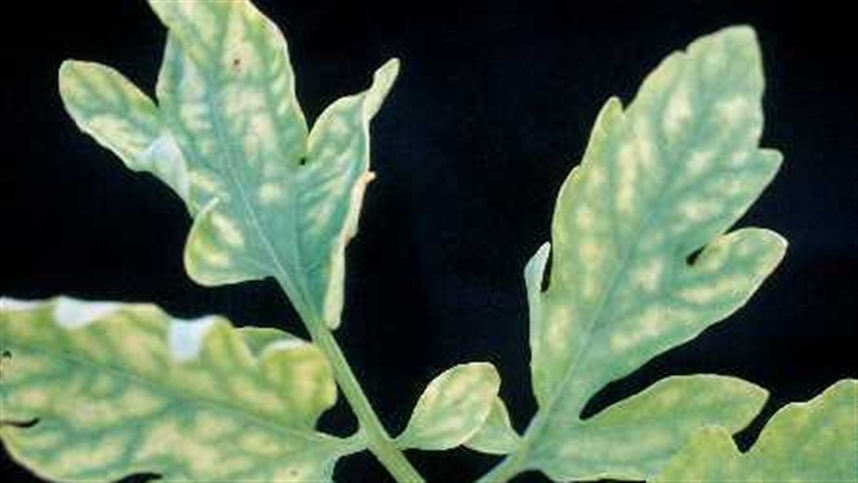 Fadiga Muscular Constante: Cansaço Além do Normal - inspiração 2