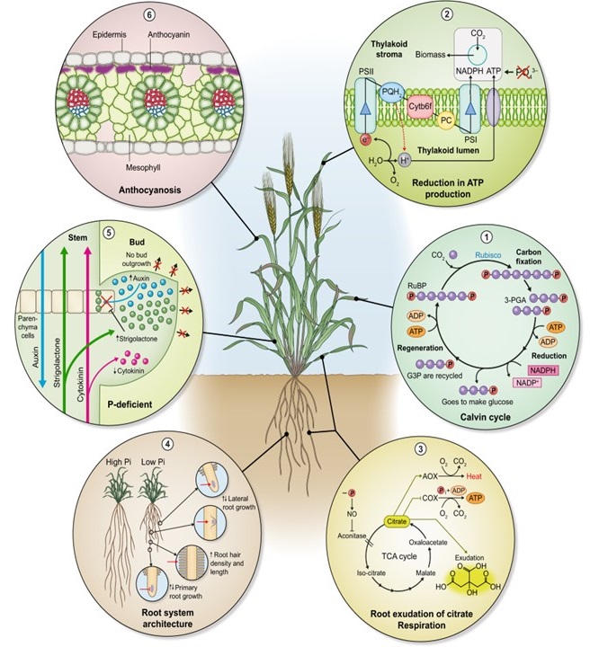 Irritabilidade e Confusão Mental: O Fósforo e o Cérebro - inspiração 1