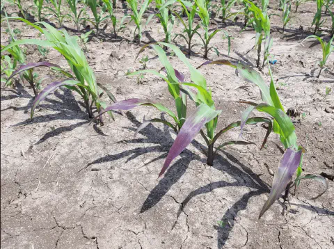 Irritabilidade e Confusão Mental: O Fósforo e o Cérebro - inspiração 2