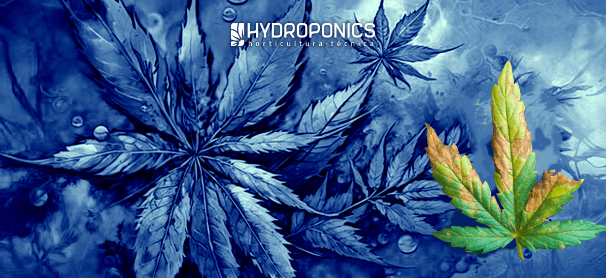 Irritabilidade e Confusão Mental: O Fósforo e o Cérebro - inspiração 3