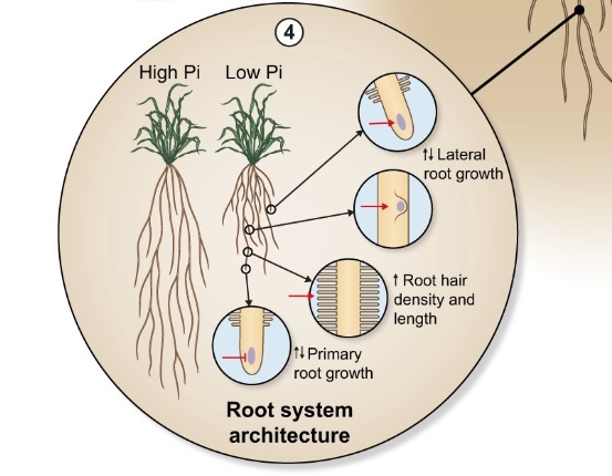 Unhas Frágeis e Quebradiças: A Saúde Começa nas Extremidades - inspiração 1