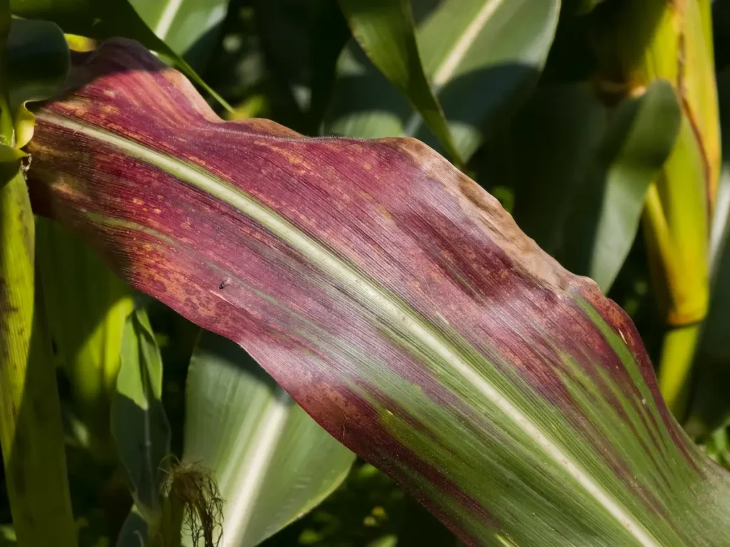 Unhas Frágeis e Quebradiças: A Saúde Começa nas Extremidades - inspiração 2
