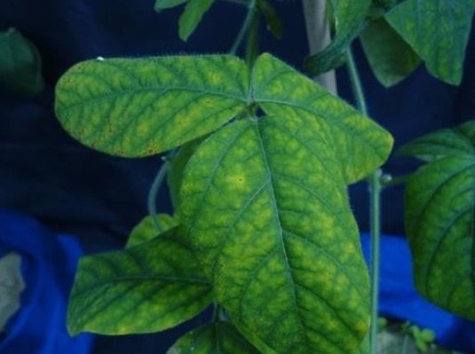 Perda de Apetite Inexplicável: A Nutrição em Risco - inspiração 1